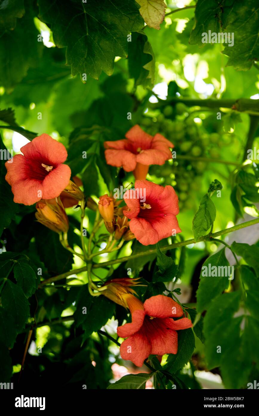 orange bignonias in the garden Stock Photo