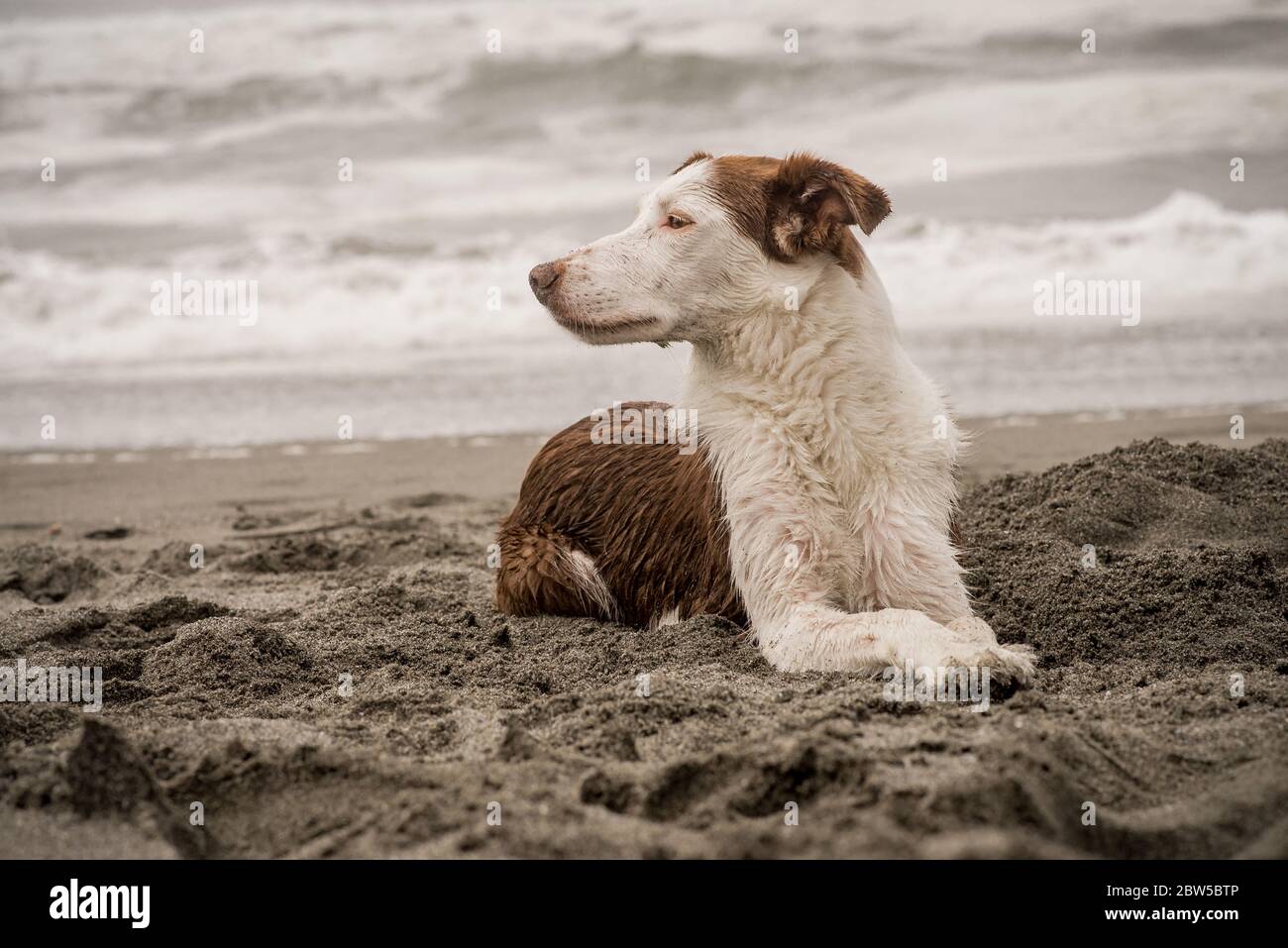 A brown and white, smooth-coated Border Collie, lays in the sand and looks into the distance Stock Photo