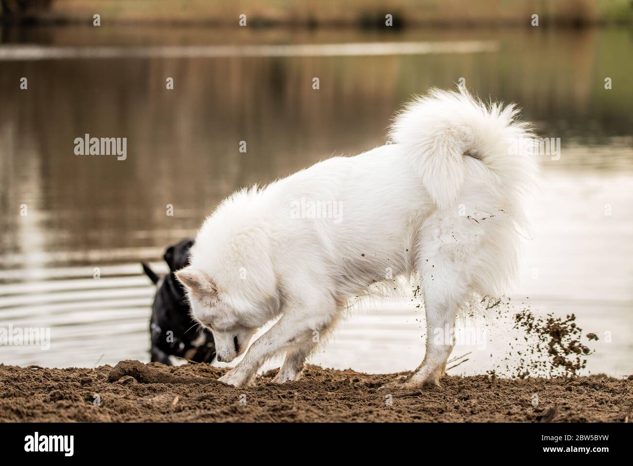 Cute, fluffy white Samoyed dog digs a hole in the dirt Stock Photo