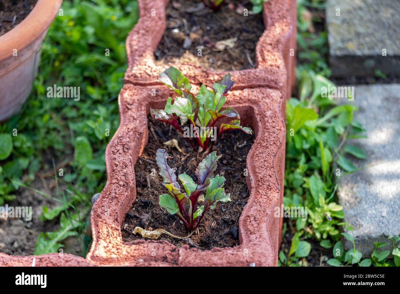beetroots plant growing in garden Stock Photo - Alamy