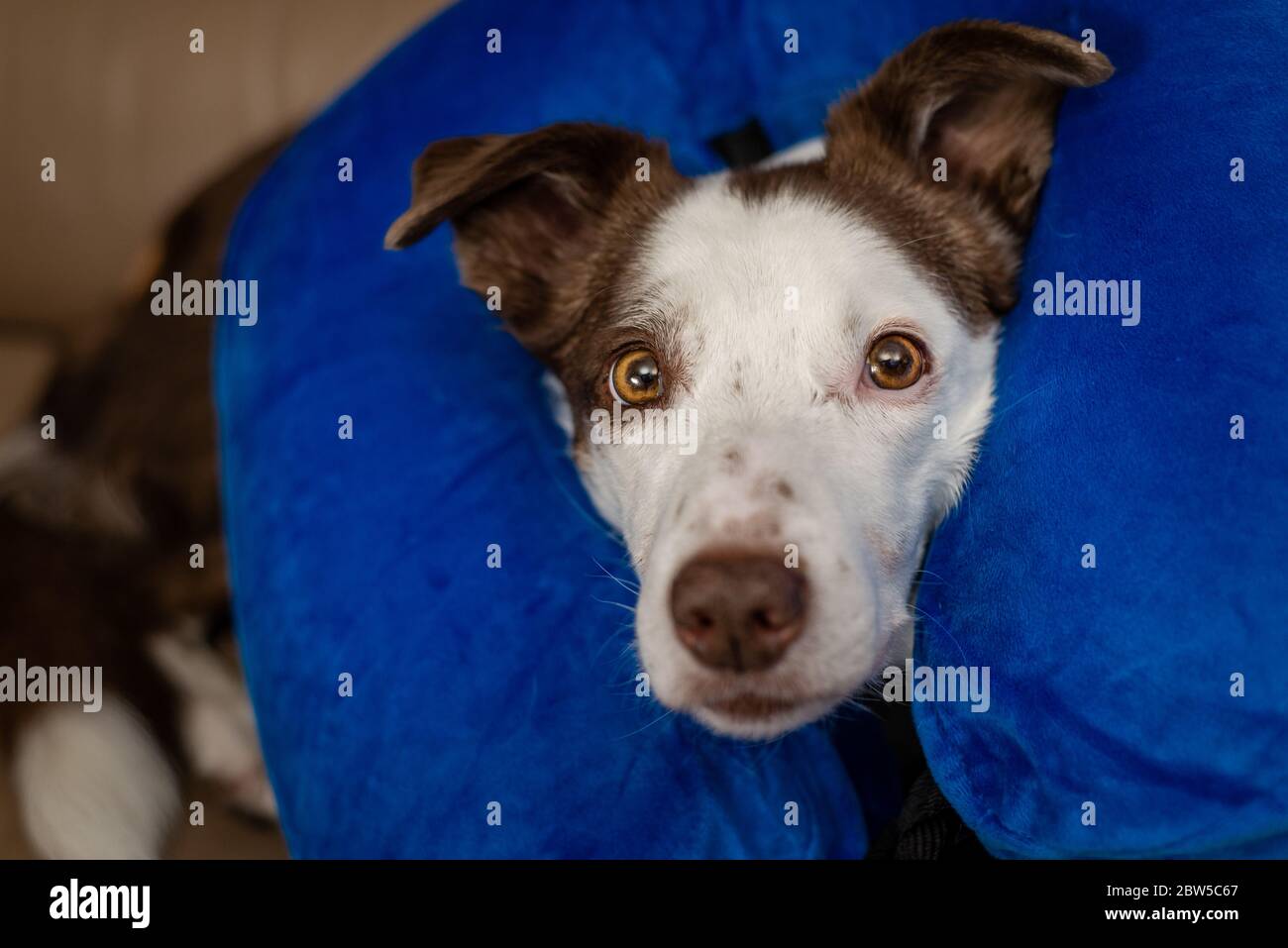 Cute Border Collie dog on a couch, wearing blue inflatable collar Stock Photo