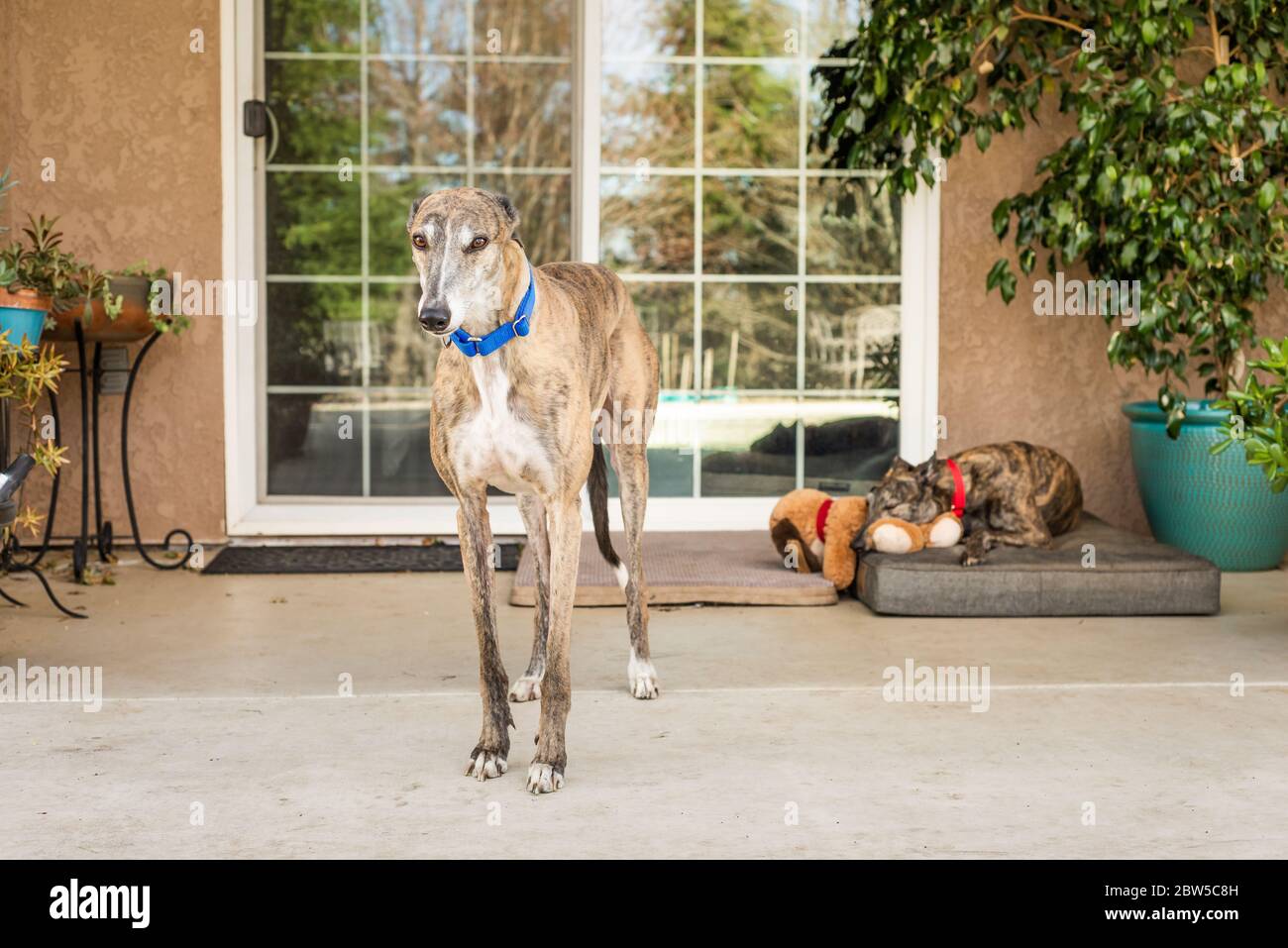 Two rescued Greyhounds, former blood dogs, in their adoptive home Stock Photo