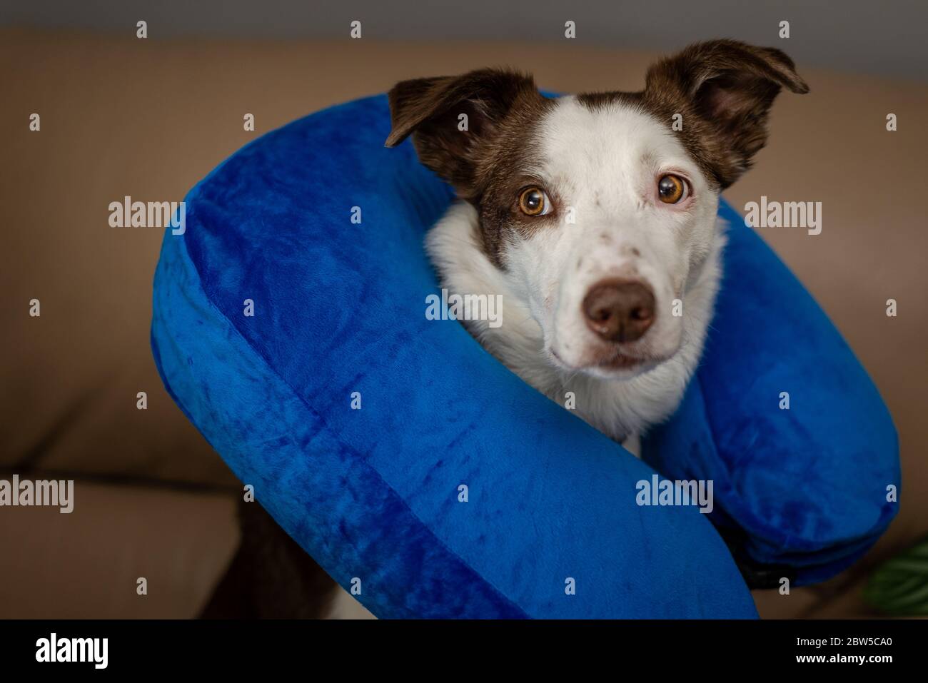 Cute Border Collie dog on a couch, wearing blue inflatable collar Stock Photo