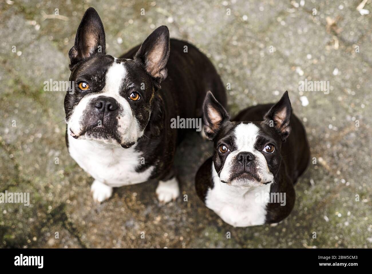 Two Boston Terrier dogs looking up at the camera Stock Photo