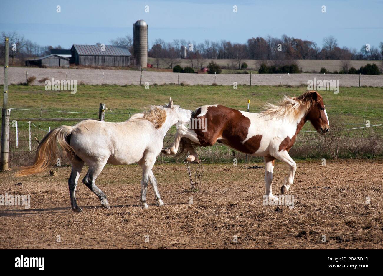 Two paso fino horses playing rough on a farm. Stock Photo