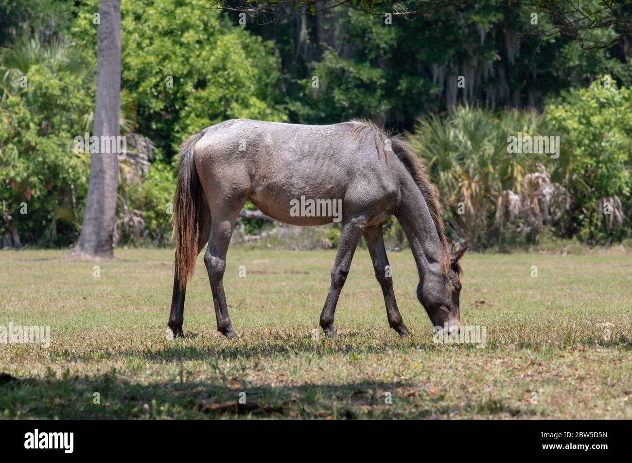 Wild horses on Cumberland Island, Stock Photo Alamy