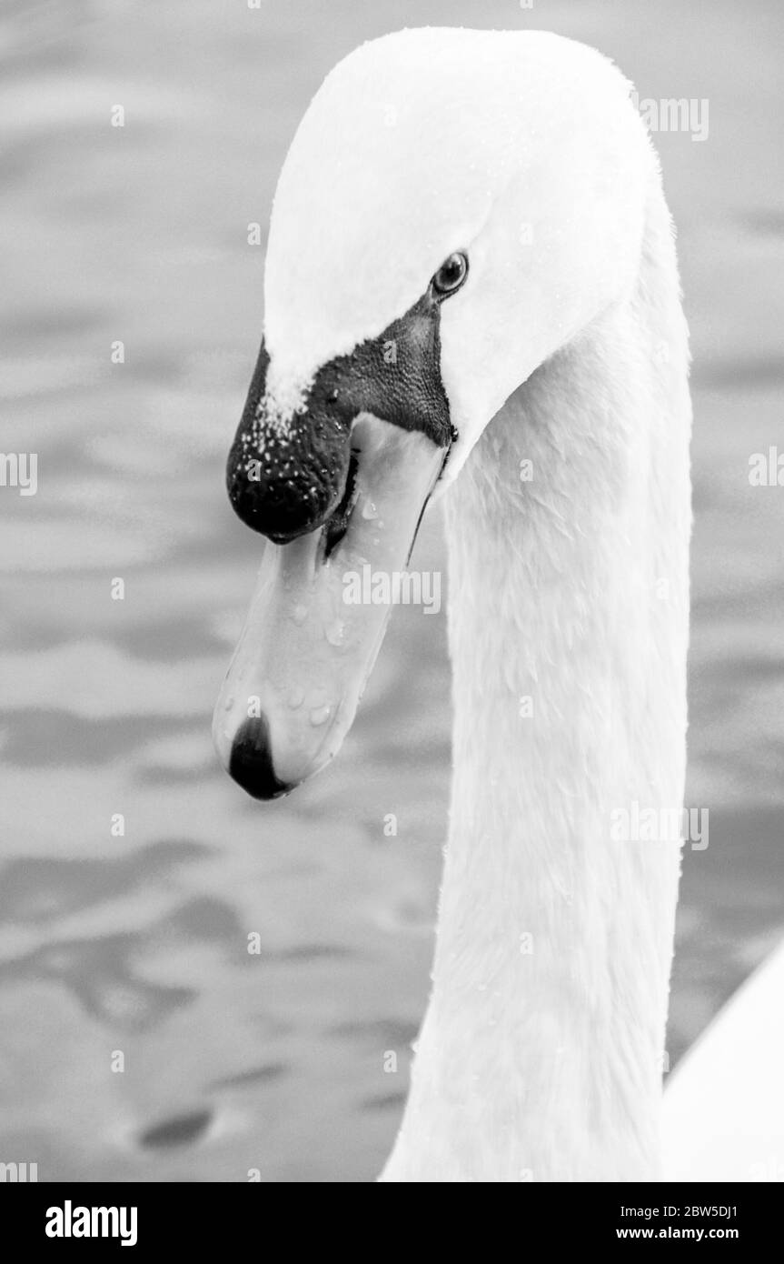 Detail view of a swimming swan at a lake Stock Photo
