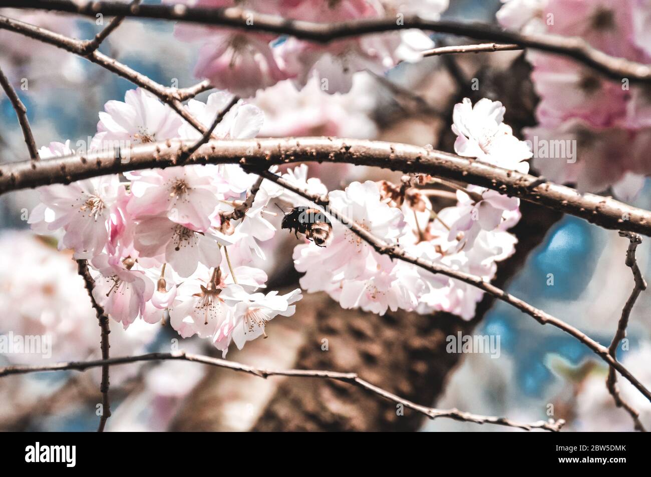 Birdie Bubble - Cherry Blossoms