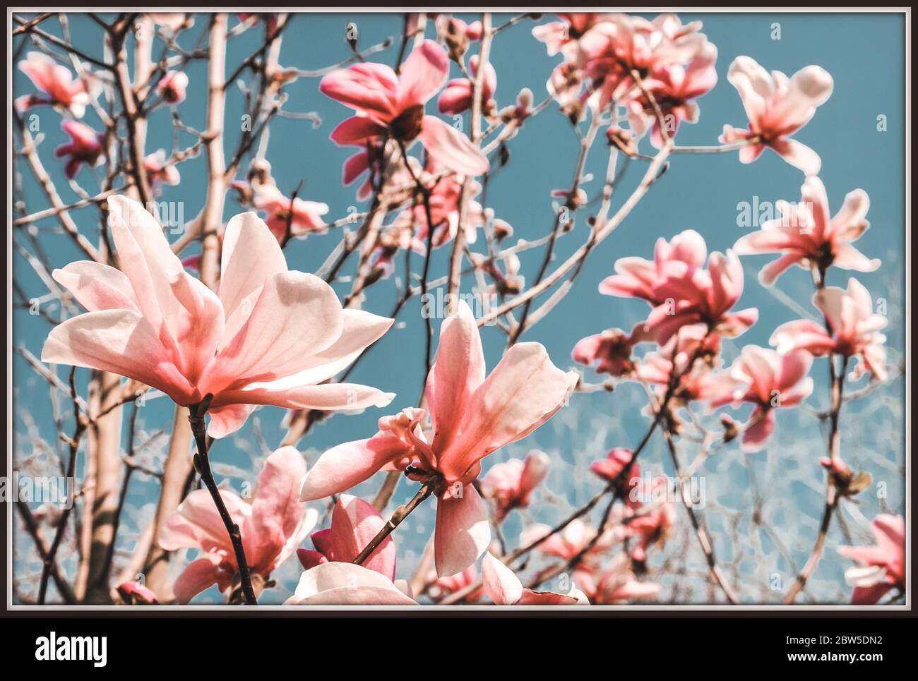 Spring Flowers Color Pink colours flowers in spring Stock Photo - Alamy