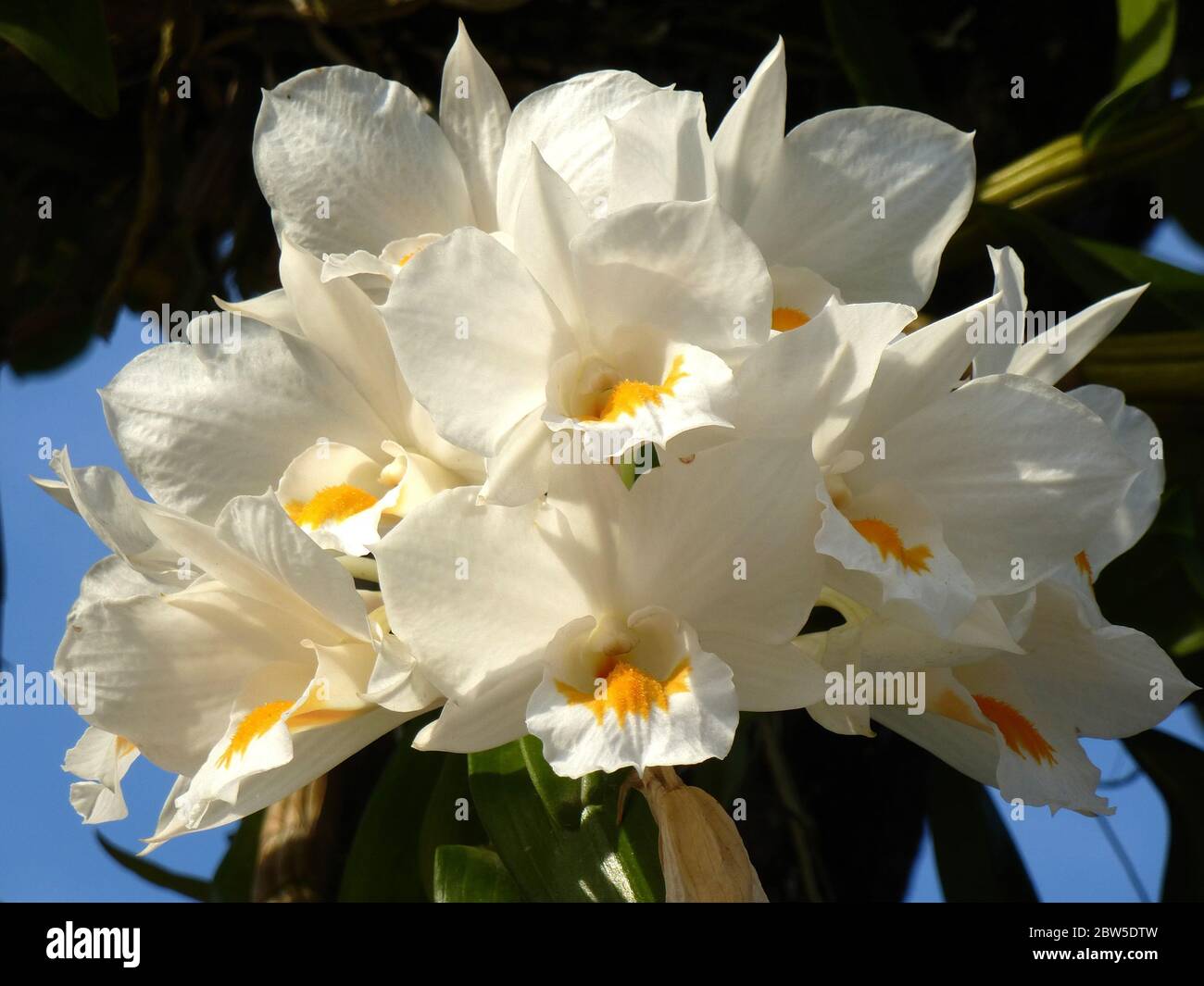 Wonderful white orchid flower in Thailand Stock Photo