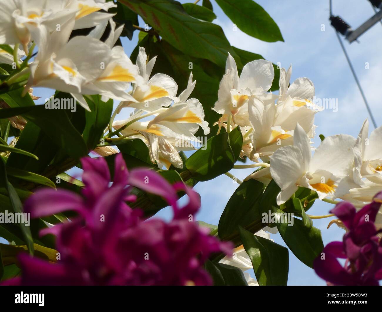 Wonderful orchid flowers in Thailand Stock Photo
