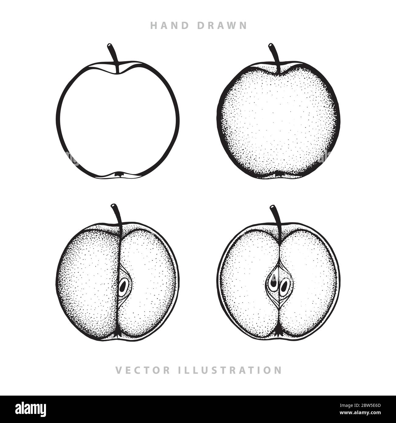 Apple. Hand drawn apples vector illustrations set. Sketch drawing whole, halves and quarters of apple isolated on white background. Stock Vector