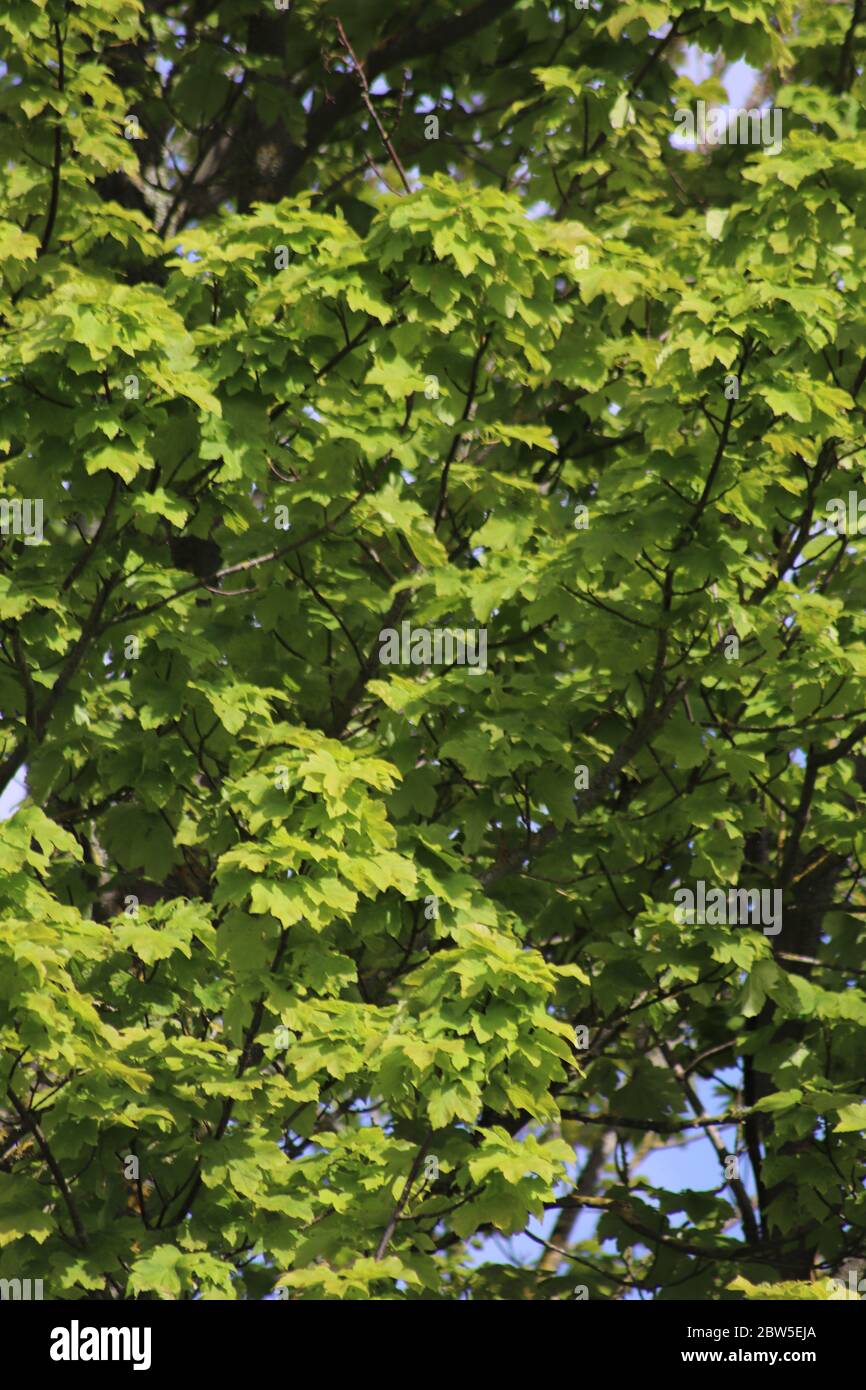Green leaves on trees Stock Photo Alamy