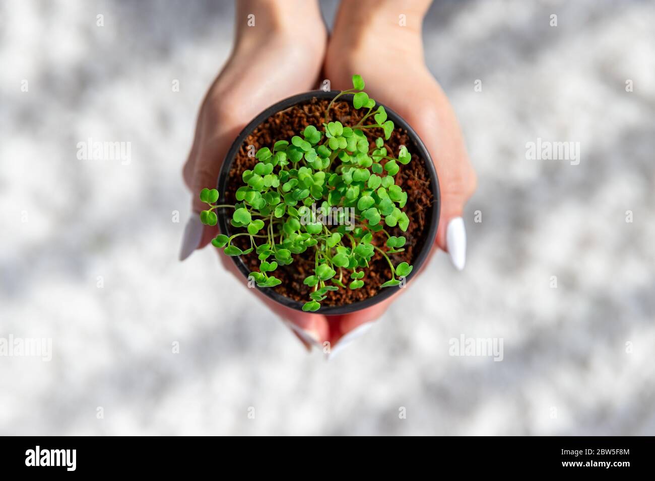 Female hands hold little green sprouts/seedlings arugula in plastic pot, selective soft focus. Gardening, growing at home, spring planting. Top view. Stock Photo