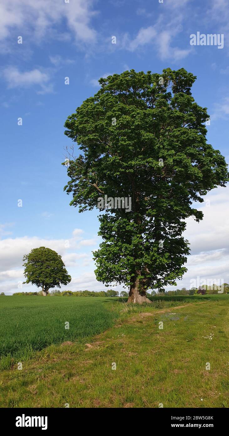 Big and small trees Stock Photo Alamy