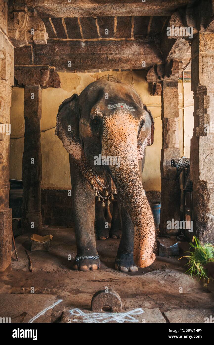 A chained elephant at the entrance to the Tiruchirappalli Rock Fort, India Stock Photo