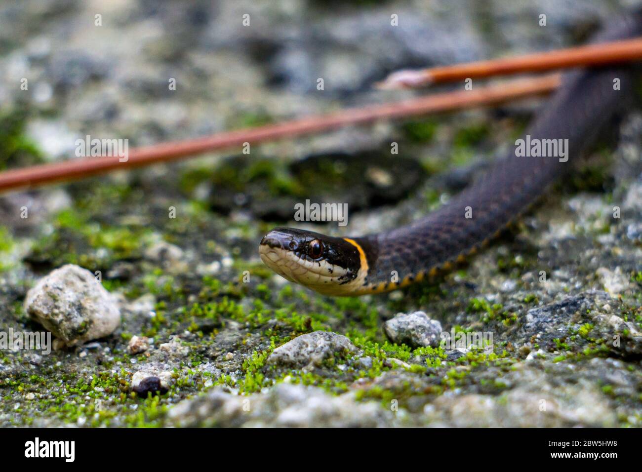 Closeup of a small Southern Ringneck Snake (Diadophis punctatus ssp. punctatus) on a trail in Palm Beach County, Florida, USA Stock Photo