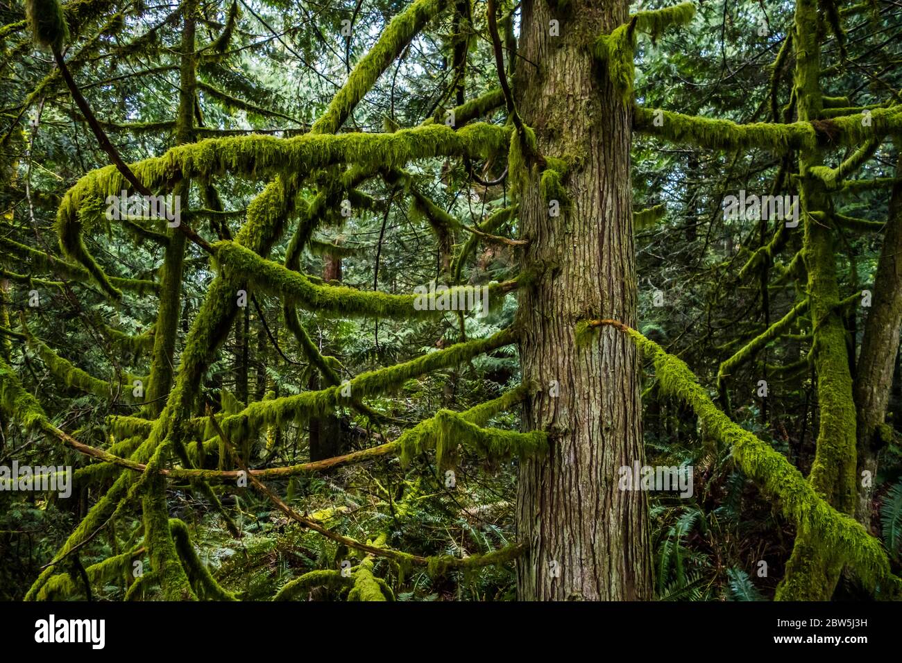 Cedar tree and moss, Tiger Mountain, Washington State, USA. Stock Photo
