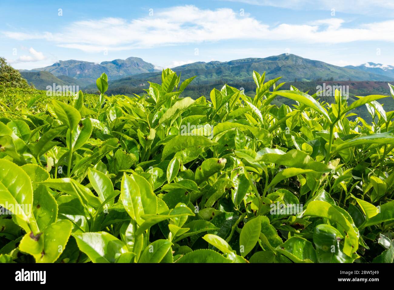 The view amongst the tea shrubs high in the hills of Munnar, Kerala, India, Stock Photo