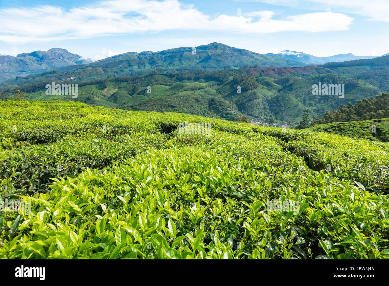 The view amongst the tea shrubs high in the hills of Munnar, Kerala, India, Stock Photo