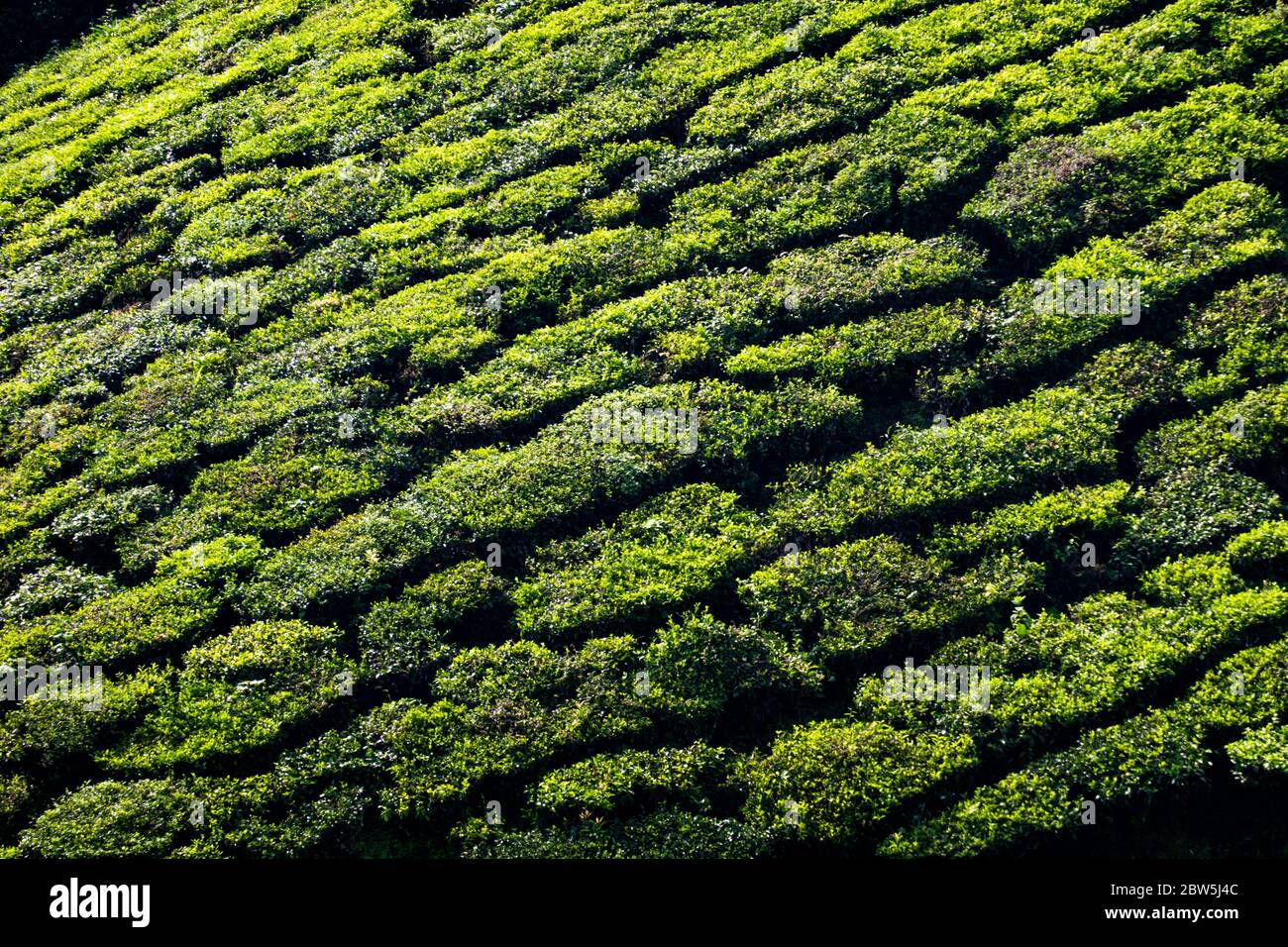 The morning sun and shadows create neat shapes on rows of tea plants in Munnar, India Stock Photo