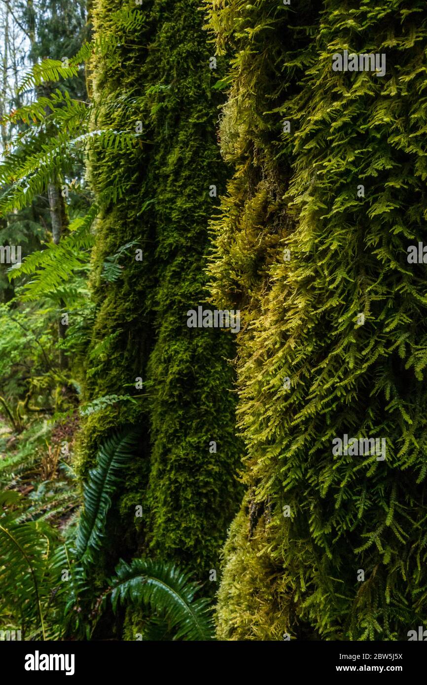 Moss covered trees, Tiger Mountain, Washington State, USA. Stock Photo