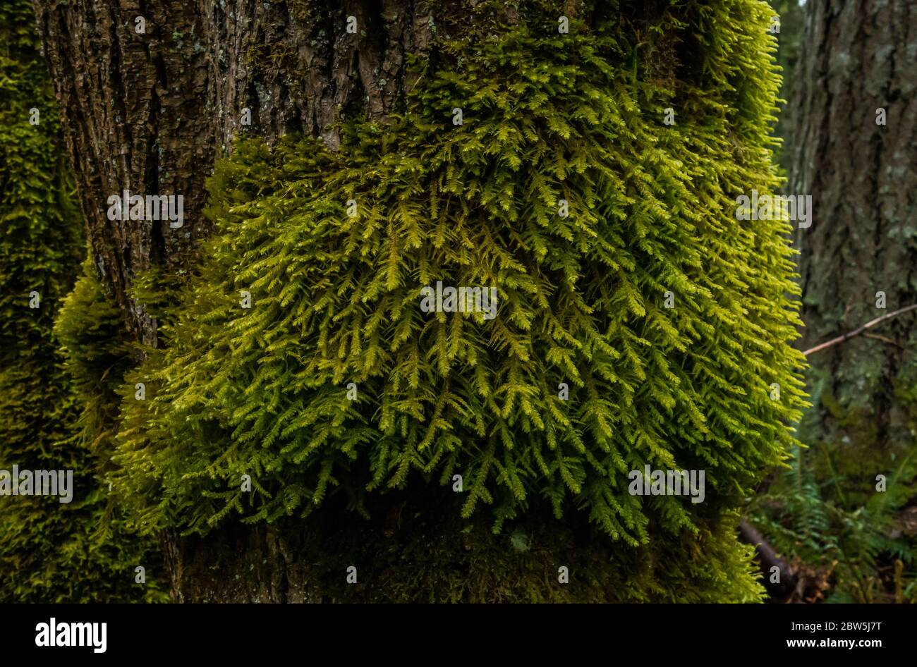 Moss covered tree trunks, Tiger Mountain, Cascade Mountains, Washington State, USA. Stock Photo