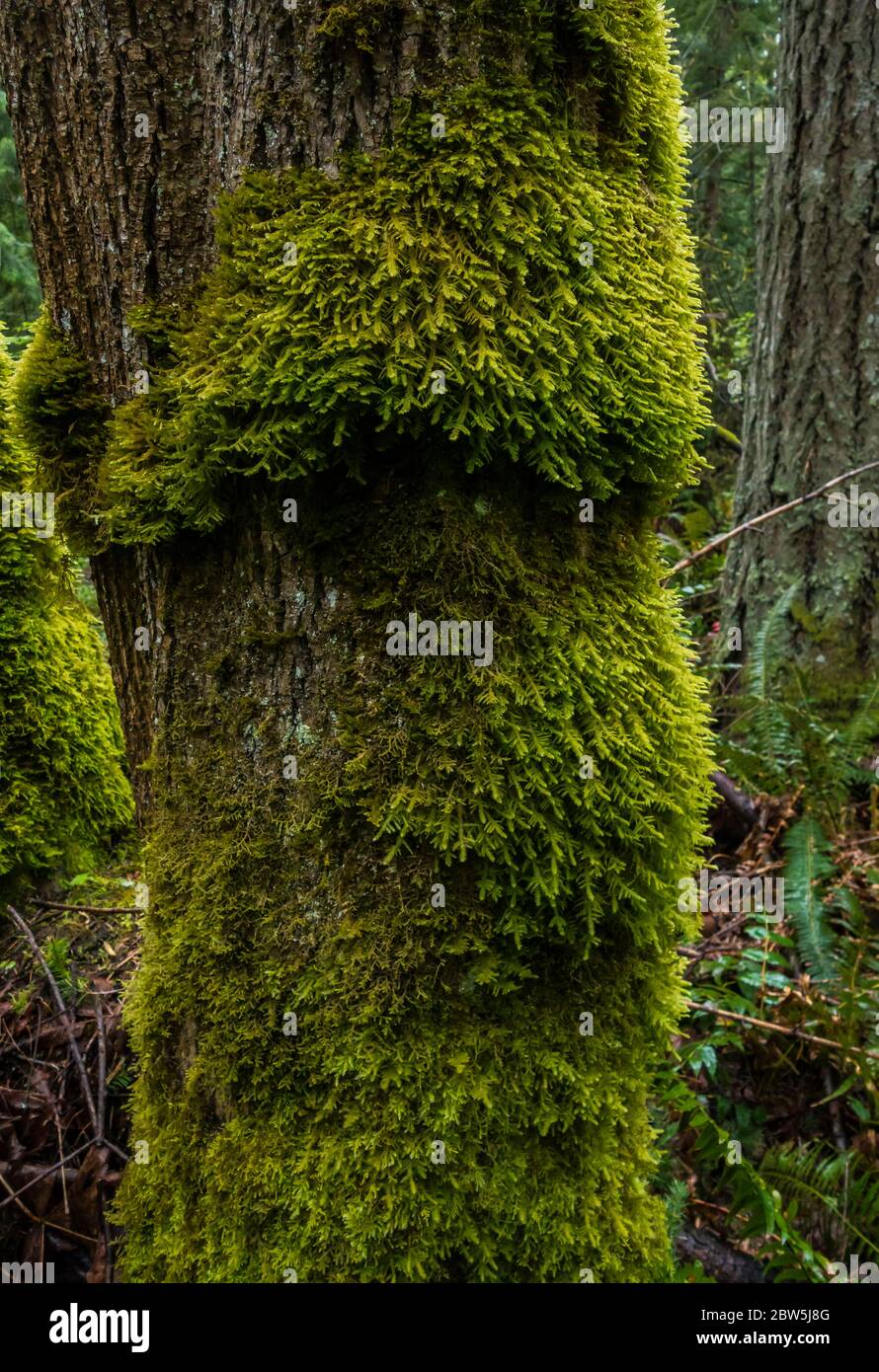 Moss covered tree trunks, Tiger Mountain, Cascade Mountains, Washington State, USA. Stock Photo