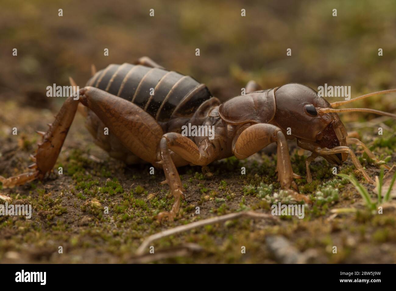 Jerusalem cricket stenopelmatus insect hires stock photography and