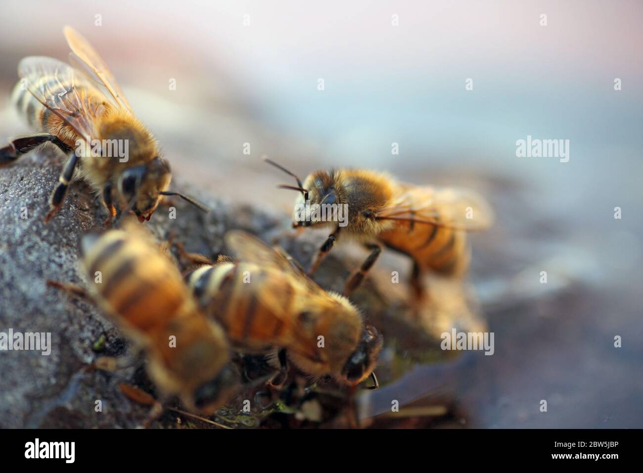 Honey Bee drinking Stock Photo