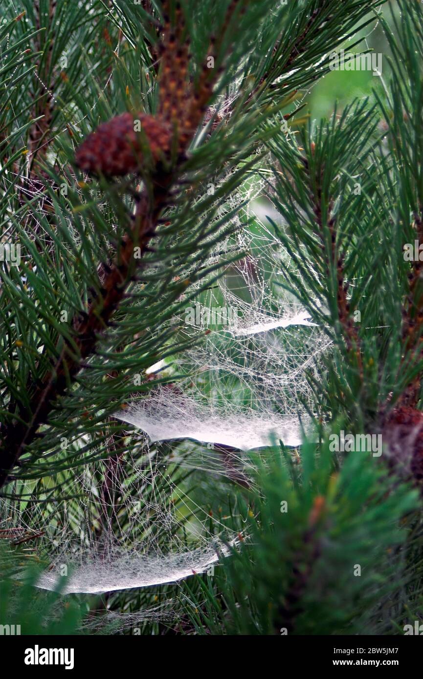 Ballooning (spider) in the branches of a young pine. Spinnenflug  in den Zweigen einer jungen Kiefer. Babie lato. Hilo de araña. 蜘蛛線。 Stock Photo