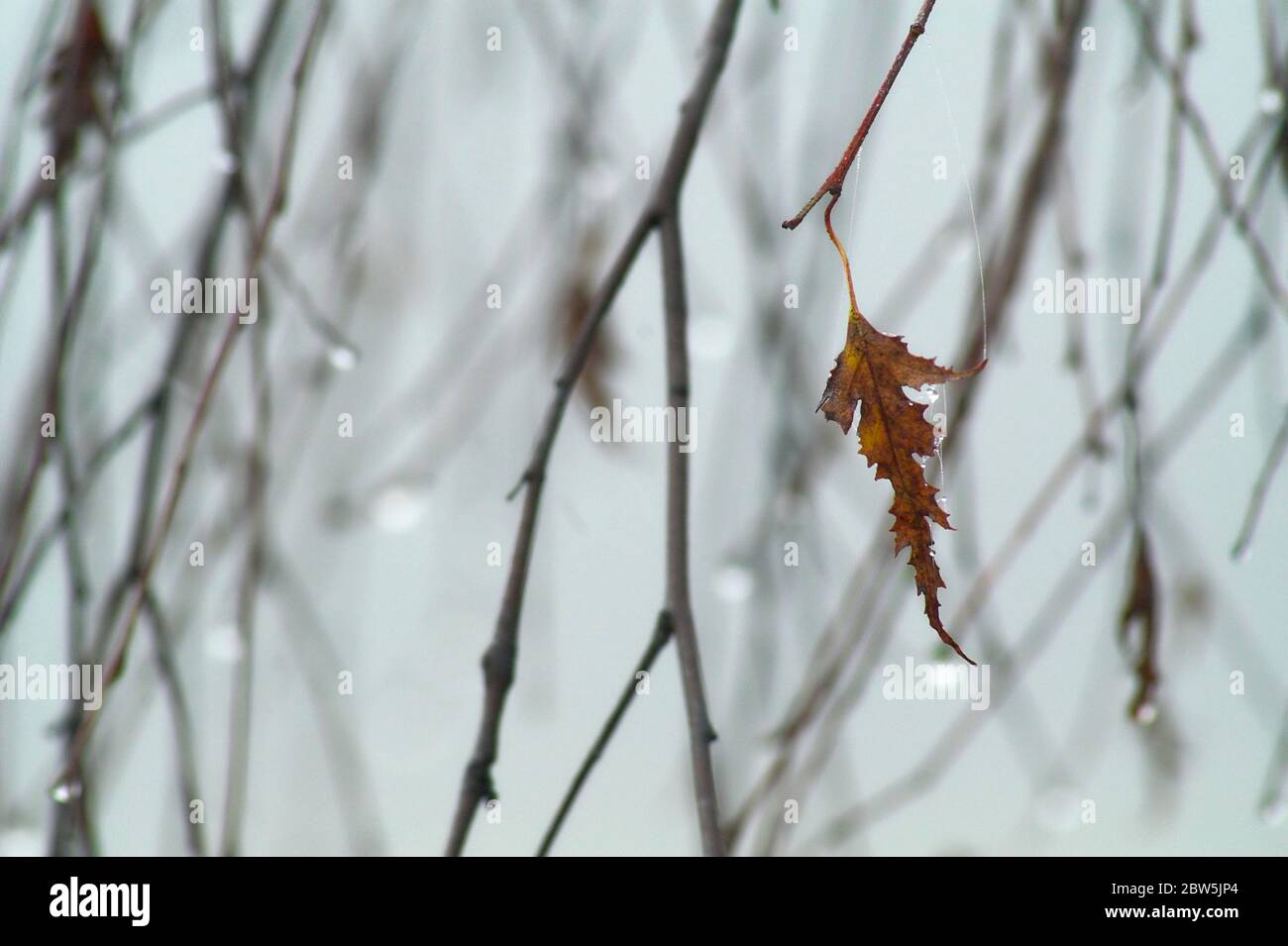 Wet twigs during rain with water drops close up. Nasse Zweige bei Regen mit Wassertropfen. Mokre gałązki w czasie deszczu z kroplami wody. 在雨期間與水滴的濕樹枝 Stock Photo