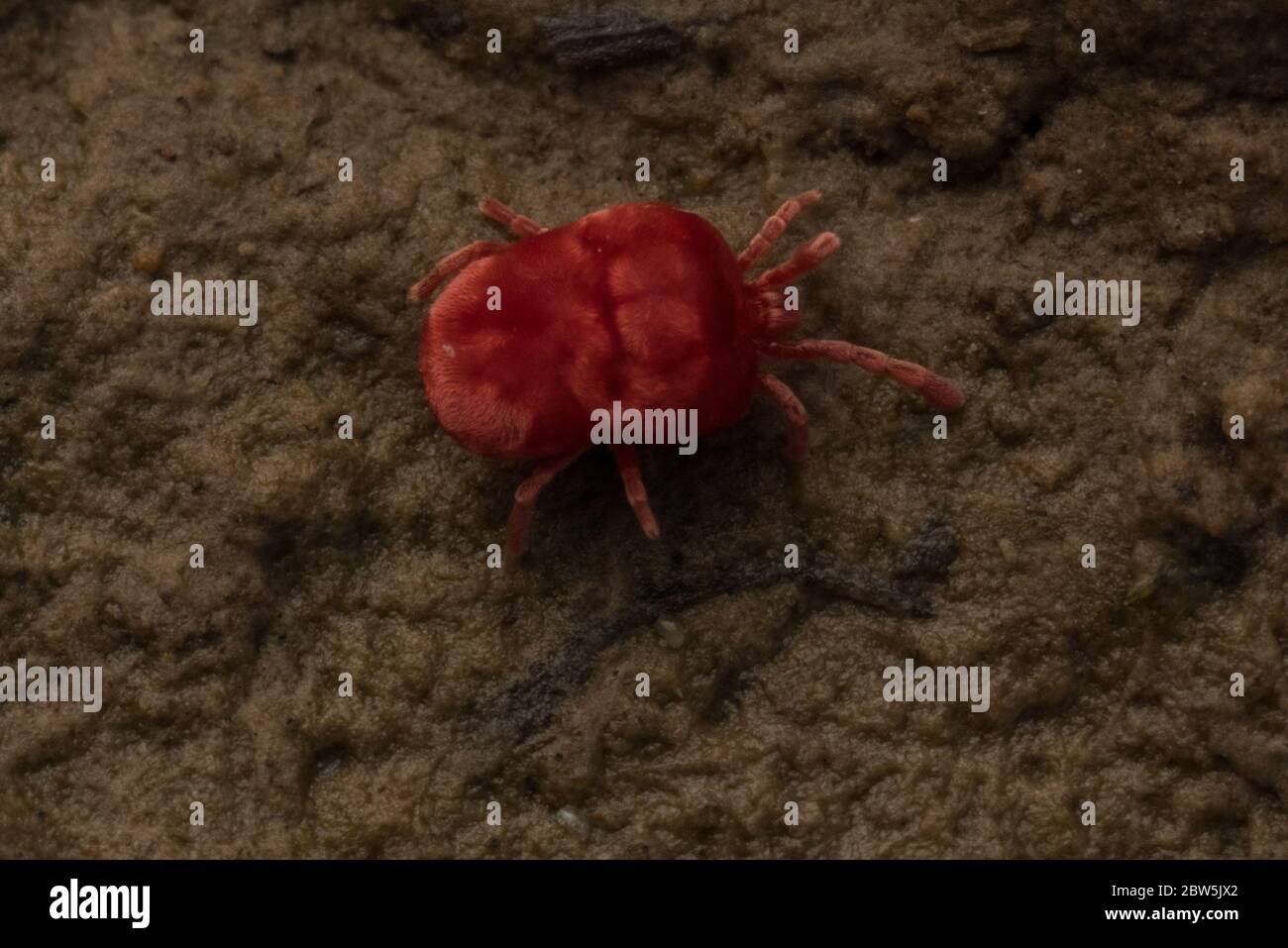 A red velvet mite, likely a member of the genus Trombidium crawling on mud in the Sacramento valley, CA. Stock Photo