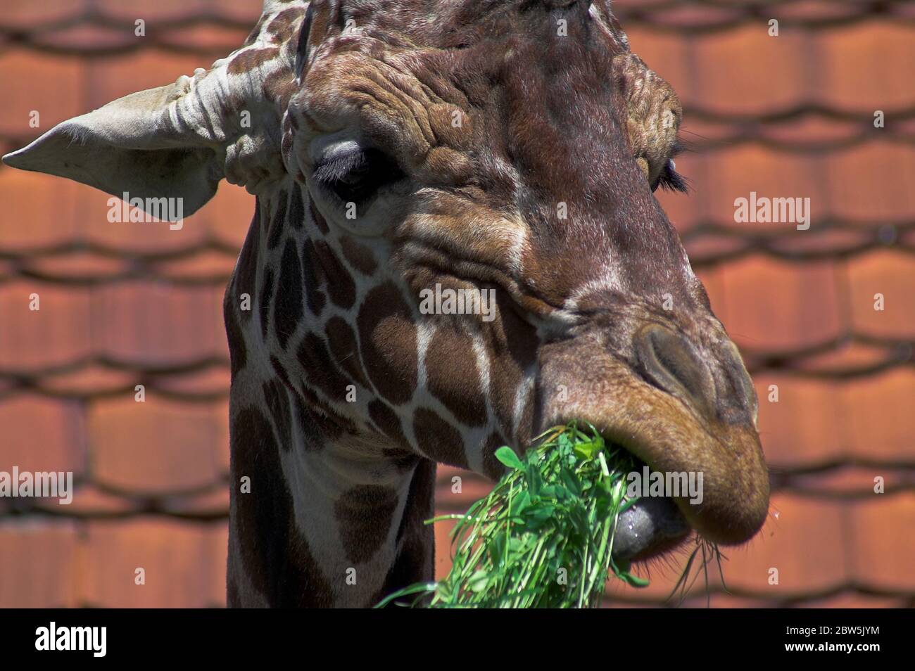 Giraffe head close up. Giraffenkopf hautnah. Głowa żyrafy z bliska. 長頸鹿頭關閉。A giraffe chews grass. Eine Giraffe kaut Gras. Una jirafa mastica hierba. Stock Photo