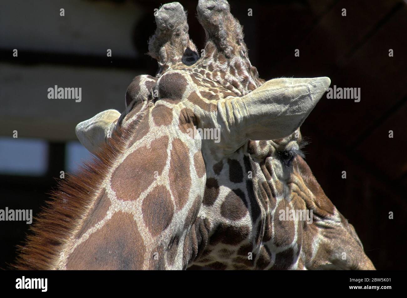 Giraffe hautnah hi-res stock photography and images - Alamy
