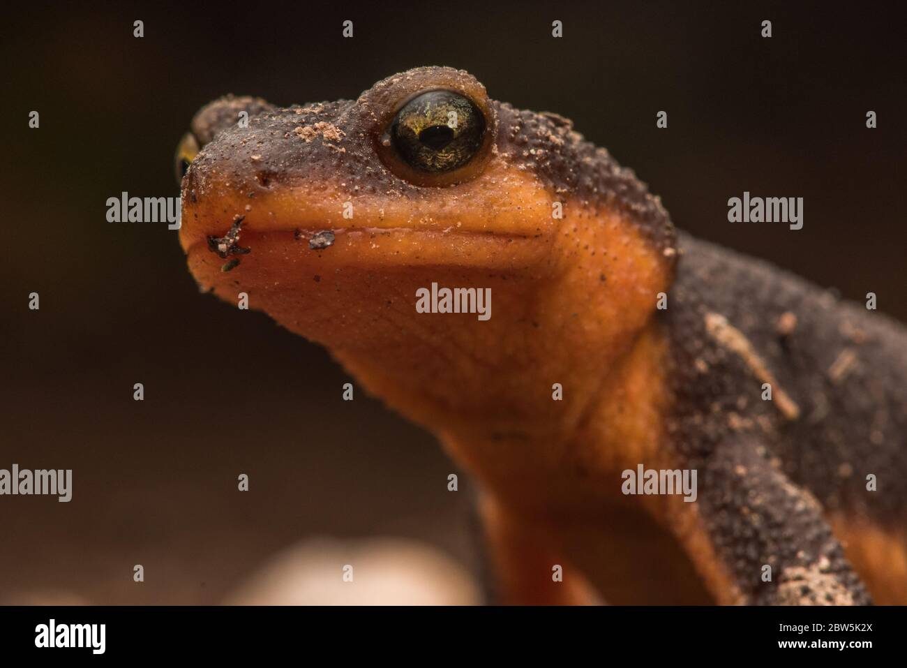 A California newt (Taricha torosa) walking across the forest floor, its bright color serves as a warning about it toxicity as it is poisonous. Stock Photo