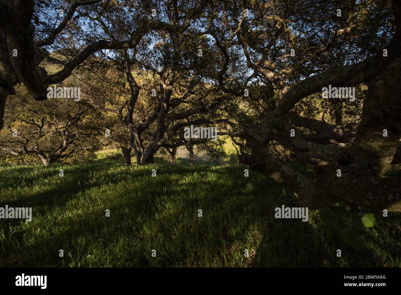 An greenspace filled with oak trees which form a peaceful shaded grove. Stock Photo