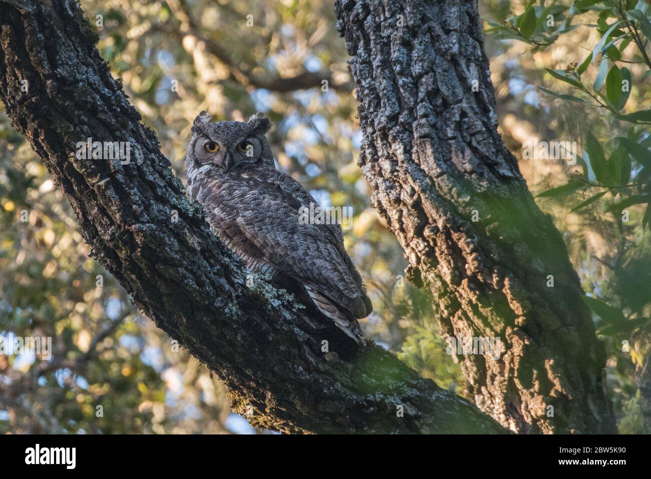 California great horned owl (Bubo virginianus pacificus) a CA subspecies  sits in a oak tree in a CA regional park Stock Photo - Alamy, image size:1300x957