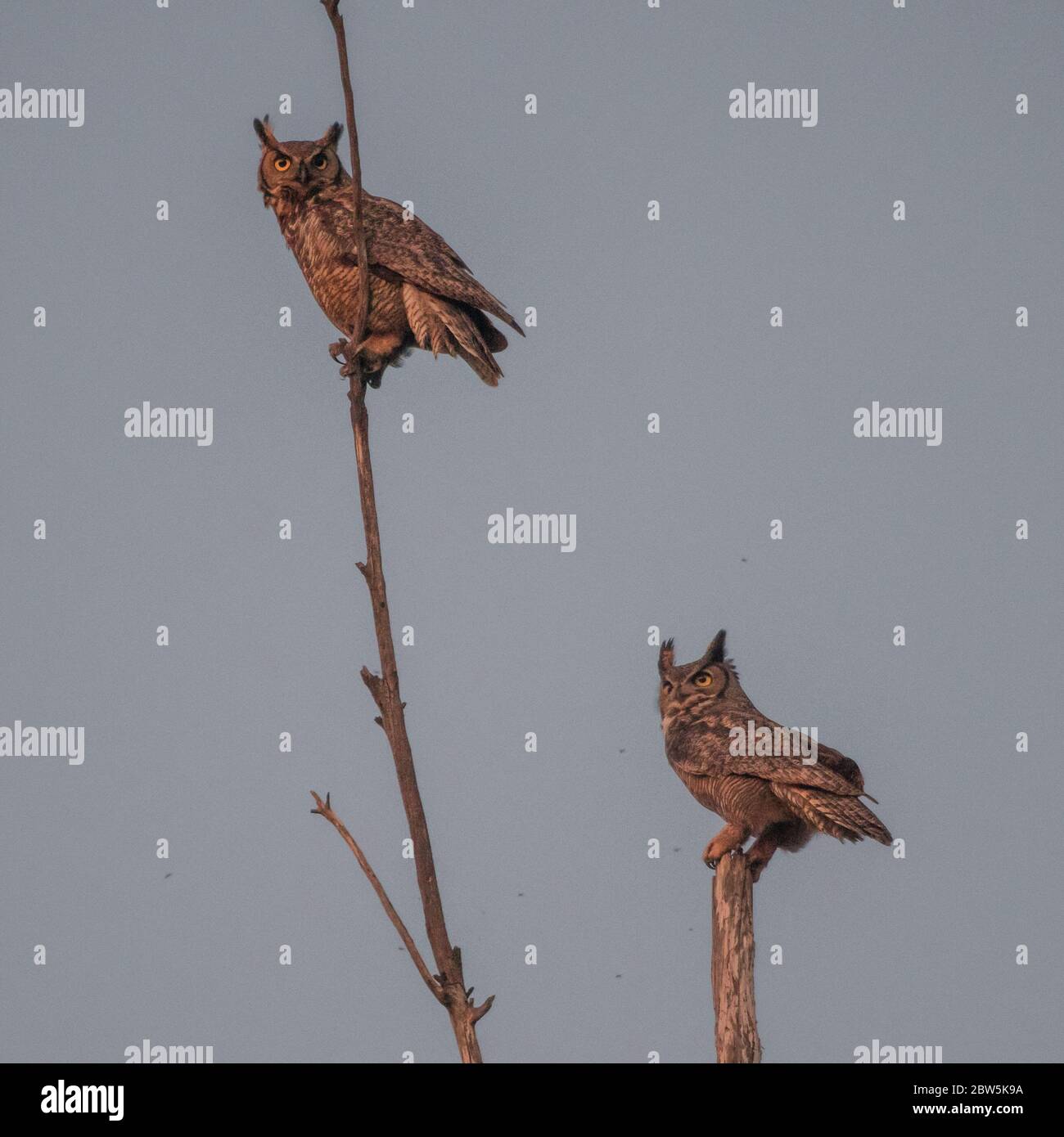 California birds of prey hi-res stock photography and images - Alamy