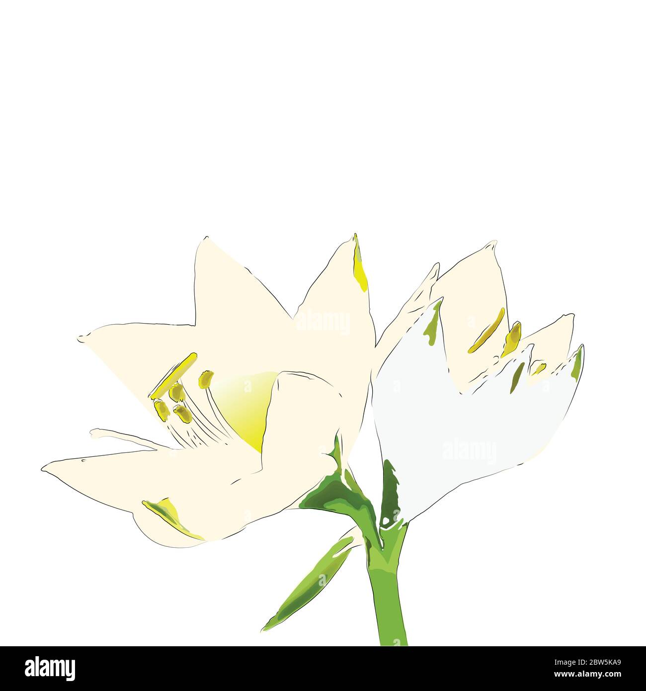 Flower on a white background isolated. Vector Illustration Stock Vector ...