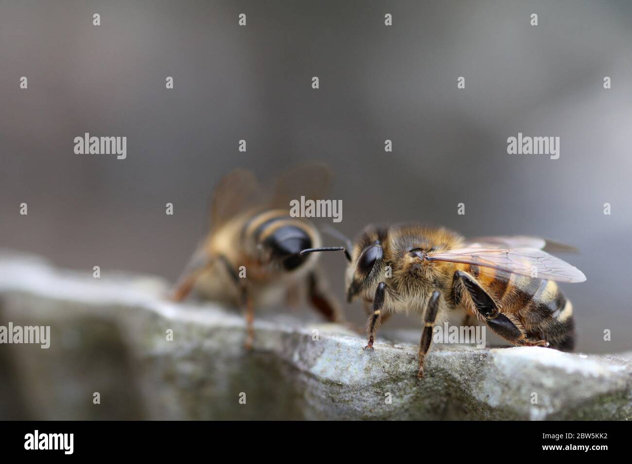 Honey Bee Drinking Stock Photo