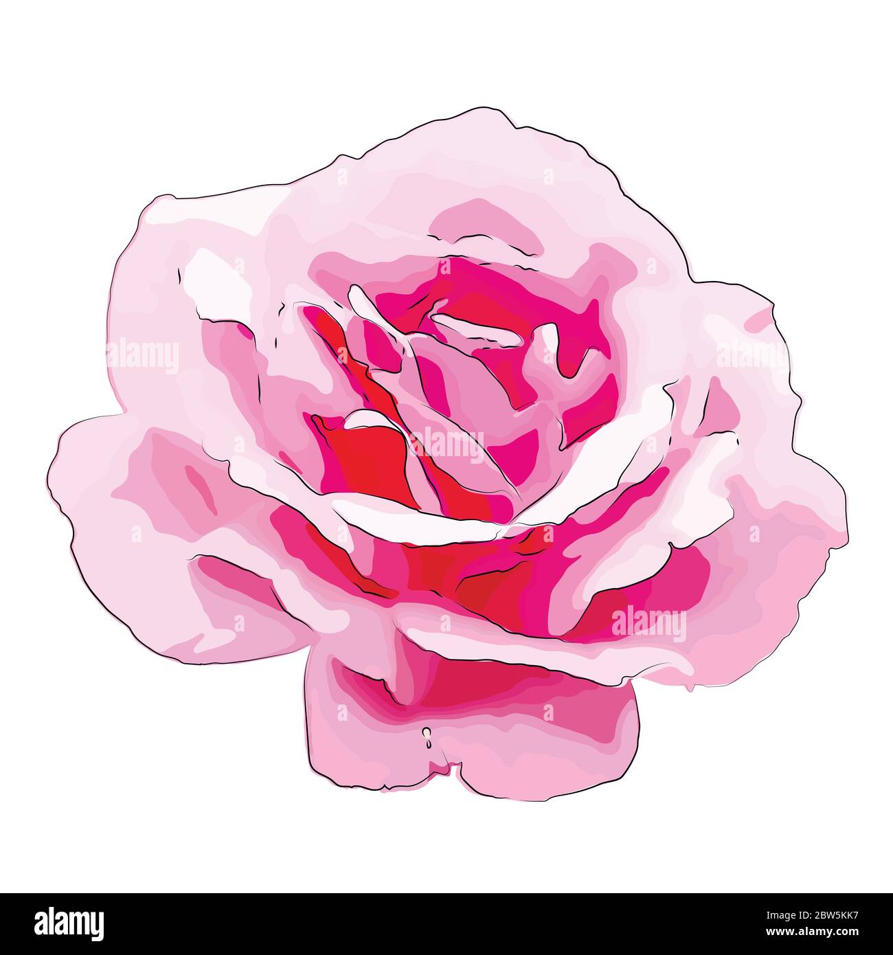 Pink rose. Vector Illustration. Isolated on white background Stock ...