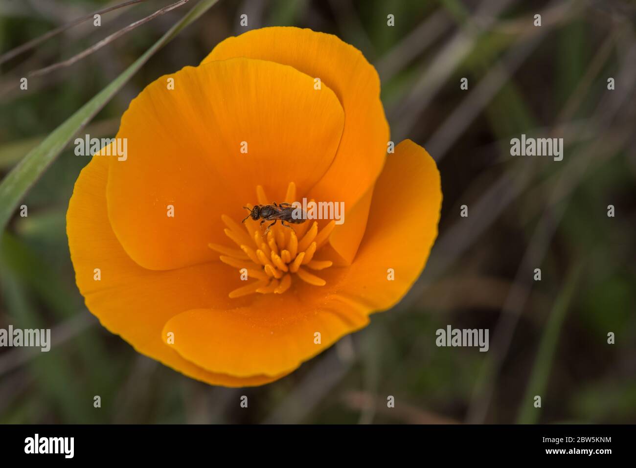 A sweat bee pollinating a California poppy (Eschscholzia californica) in the East Bay. Native bees are important pollinators of native flora. Stock Photo