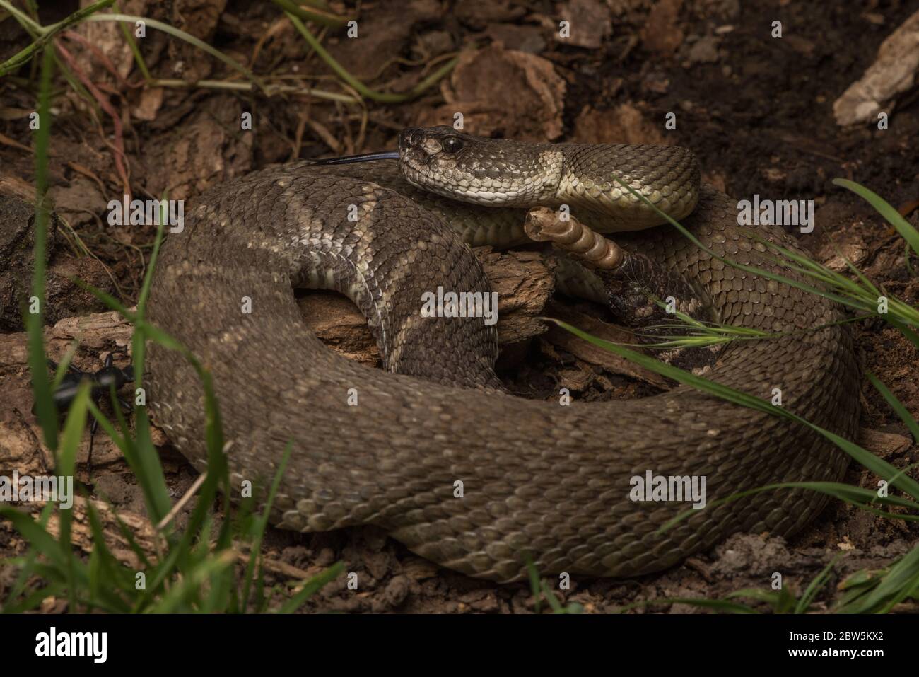 A northern pacific rattlesnake (Crotalus oreganus), the only dangerously venomous snake species in Northern California. Stock Photo