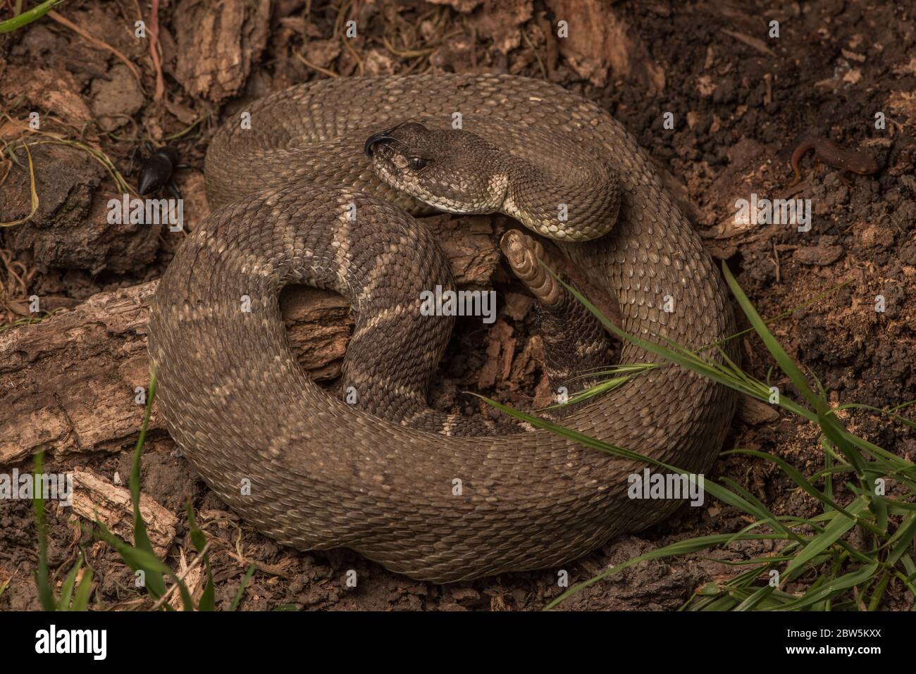 A northern pacific rattlesnake (Crotalus oreganus), the only dangerously venomous snake species in Northern California. Stock Photo