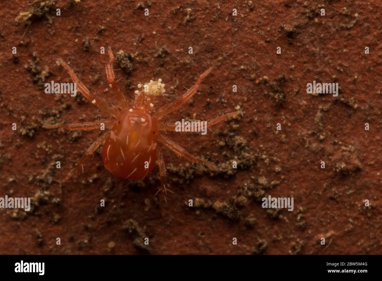 A tiny red whirligig mite (Anystis sp) eating pollen from a garden in Berkeley, CA. Stock Photo