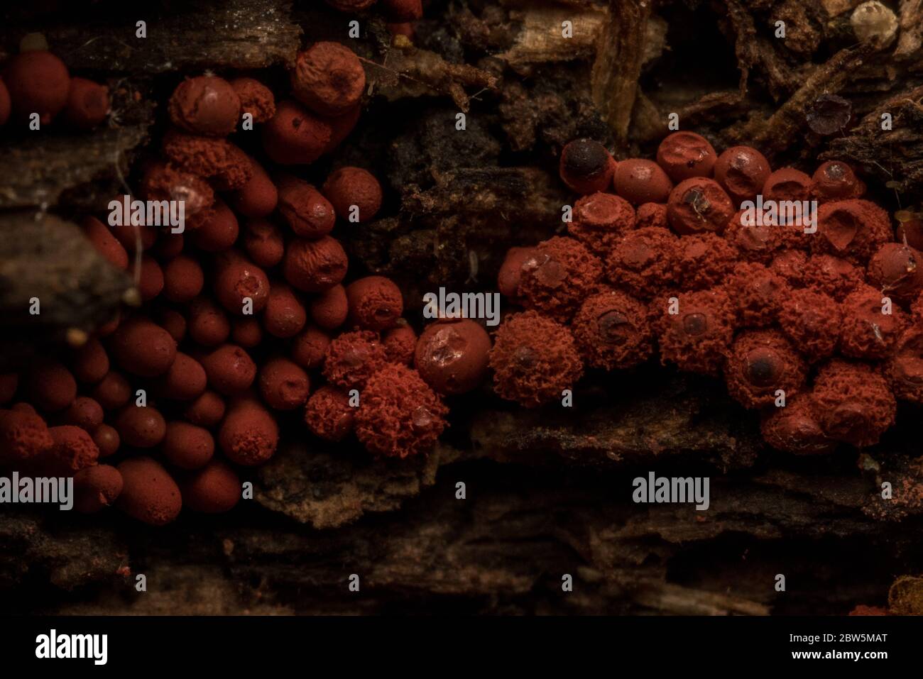 The carnival candy slime mold (Arcyria denudata) is a brightly colored slime mold with a panglobal distribution. Stock Photo