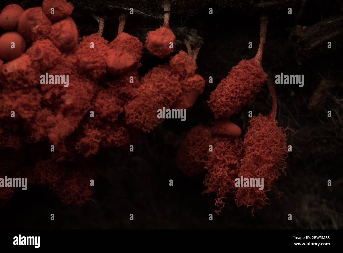 The carnival candy slime mold (Arcyria denudata) is a brightly colored slime mold with a panglobal distribution. Stock Photo