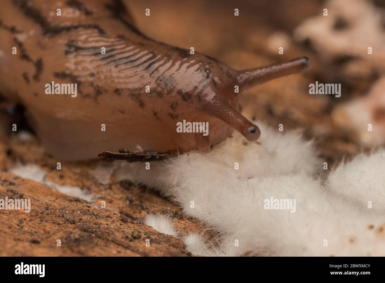Milky slug deroceras reticulatum hires stock photography and images Alamy