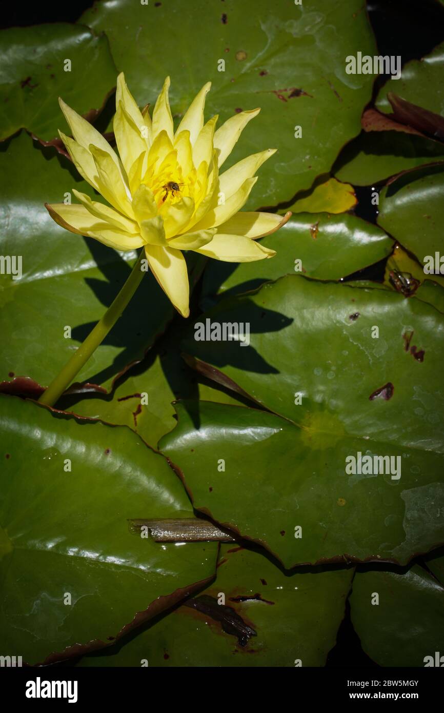 One beautiful bright yellow water lily flower emerges from a bed of floating green lily pads, casting a shadow, while a bee is busy in its center. Stock Photo